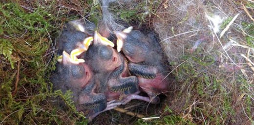 Kommen Sie auf einen Mutterschaftsbesuch in unseren Kletterwald